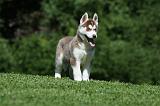 SIBERIAN HUSKY 403